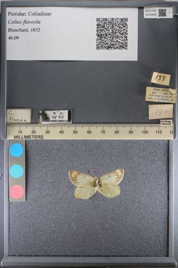 Media type: image;   Entomology 193828